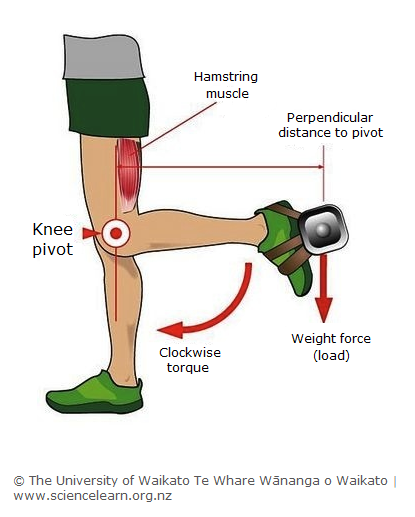Diagram showing hamstring muscle and knee pivot.
