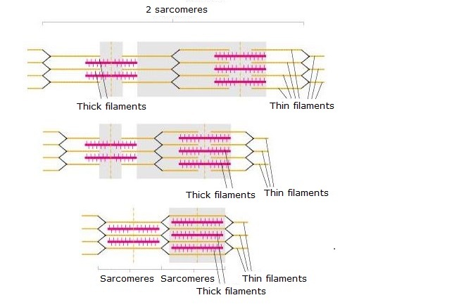 Relative length and positions of two sarcomeres muscle diagram