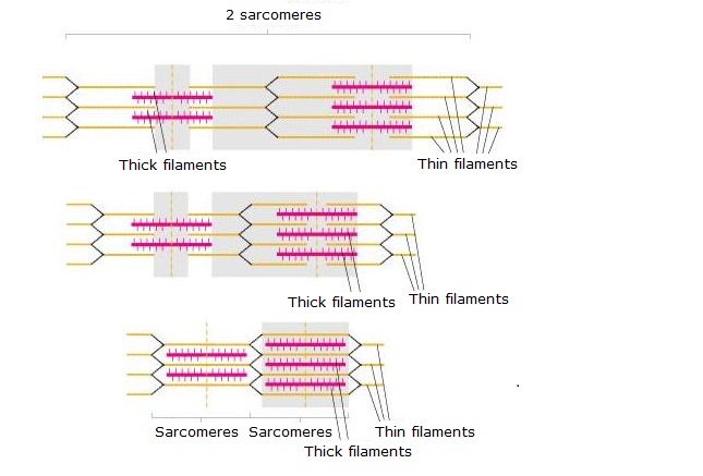 Sarcomeres — Science Learning Hub