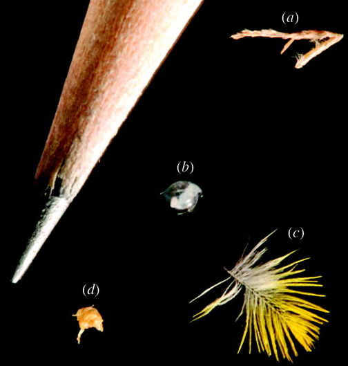 Typical specimen types and sizes compared to a pencil head.