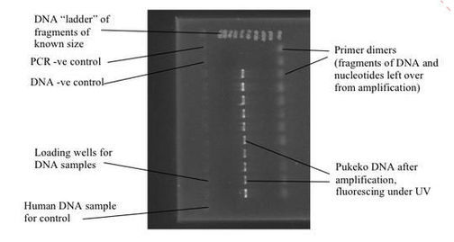 DNA from pūkeko from Gel electrophoresis quality check
