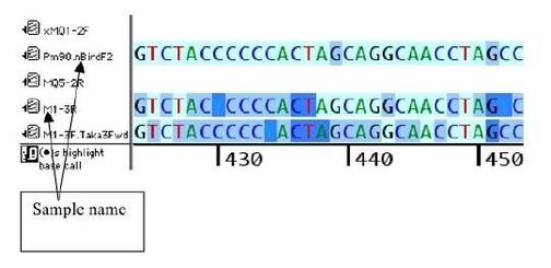 Pūkeko DNA sequence comparisons.