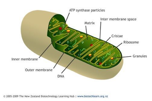 Mitochondrion diagram: inner & outer membranes & folded cristae.