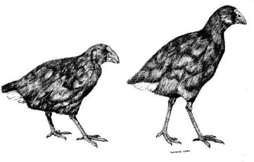 Drawing of takahē and moho.