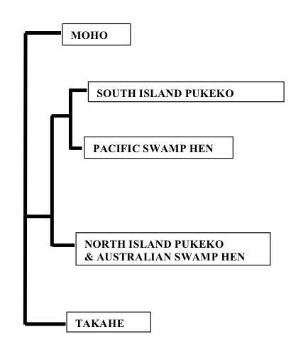 Graphic showing the relationship between various swamphens.