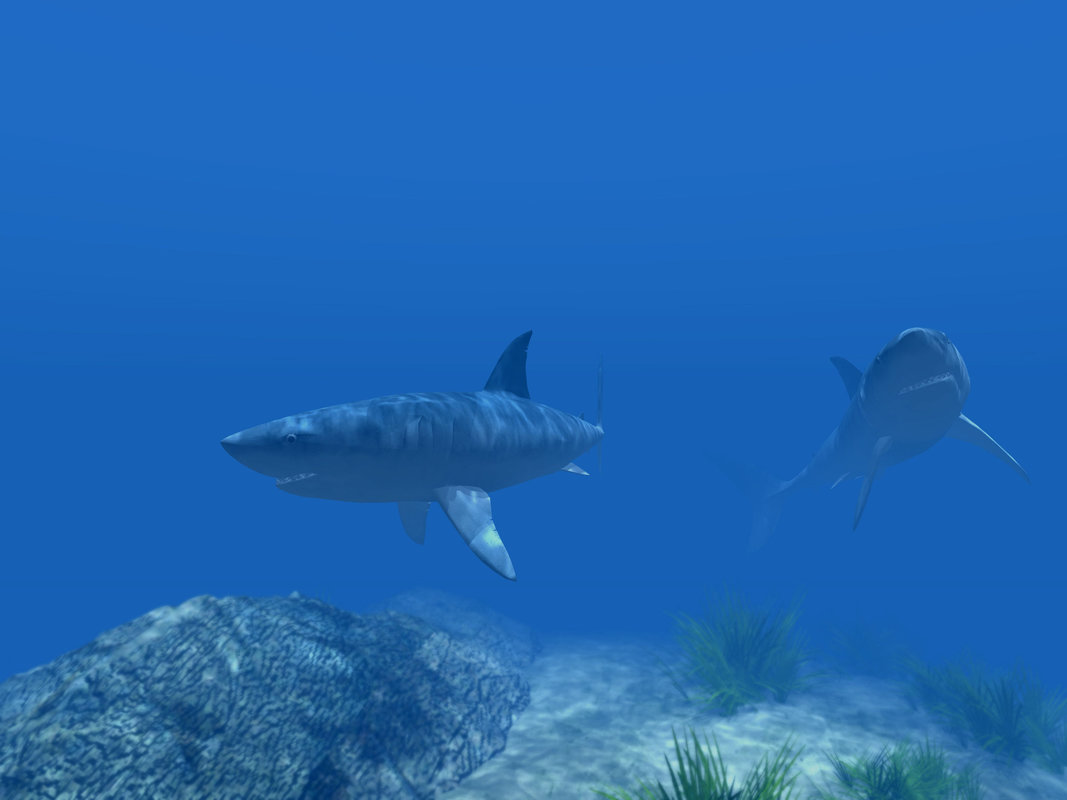 Two sharks underwater.