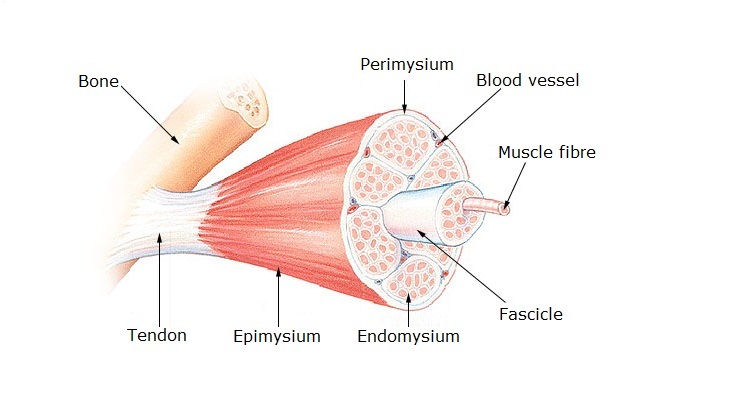 Diagram of skeletal muscle structure. 
