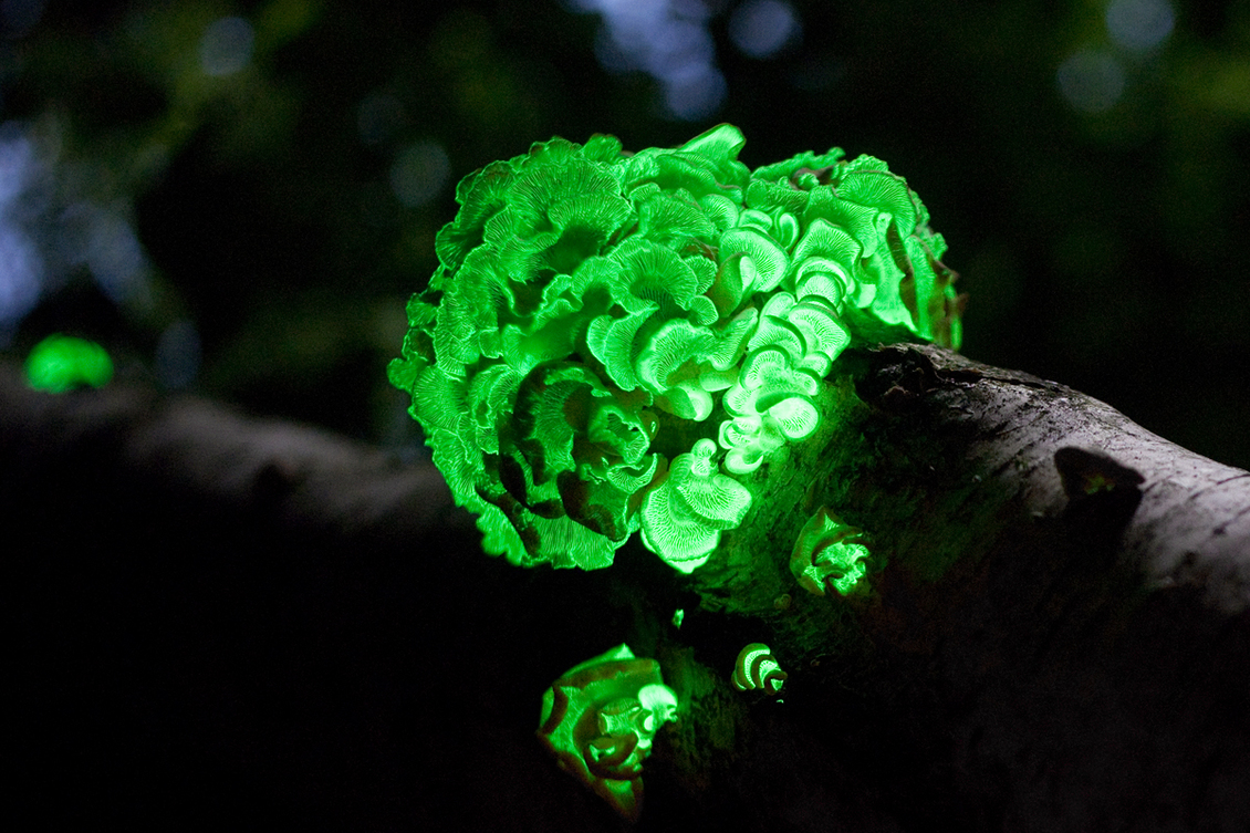 The fungi saprobe Panellus Stipticus displaying bioluminescence