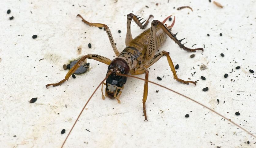 An Auckland tree wētā (Hemideina thoracica).