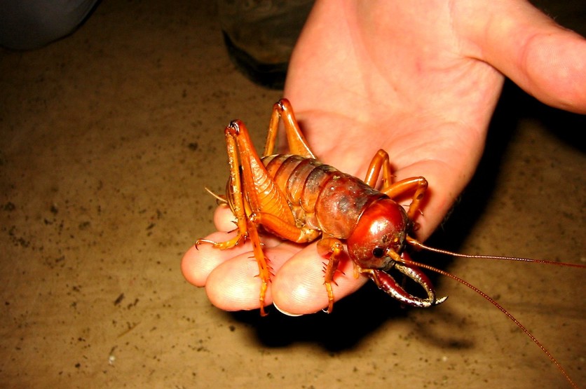 Hand holding a tusked wētā (Motuweta isolata). 