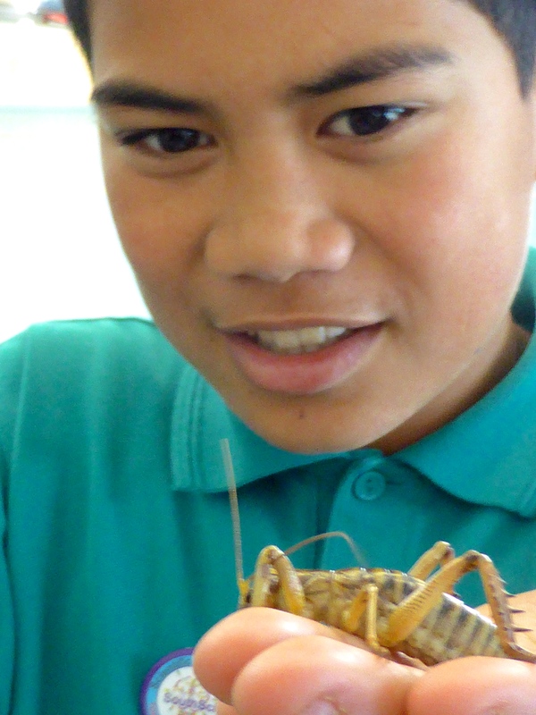 close up of a young boy holding a wētā.