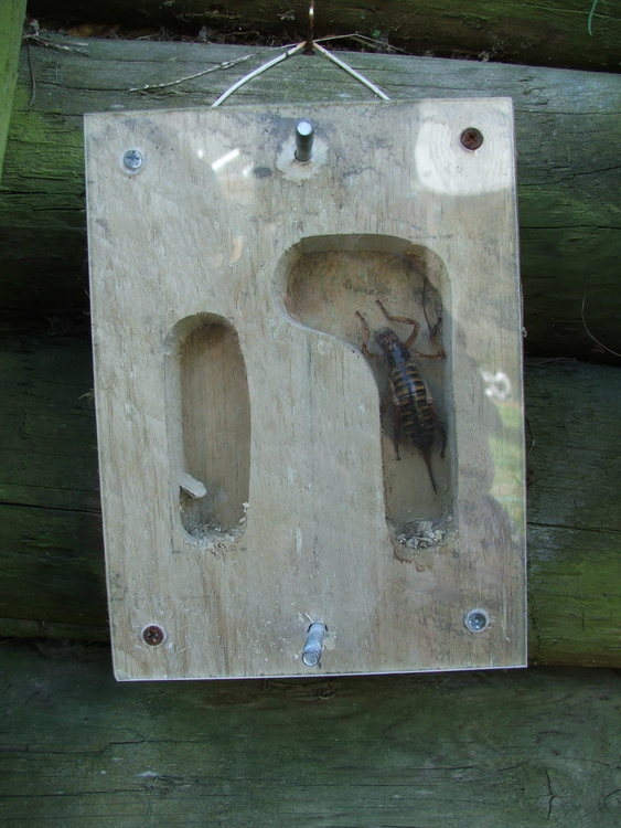 A homemade wooden wētā motel with a wētā. 