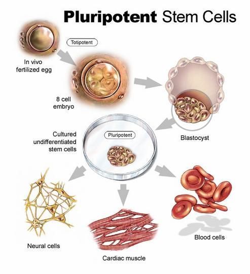Embryonic stem cells inforgraphic