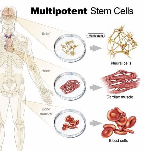 Diagram of multipotent adult stem cells.
