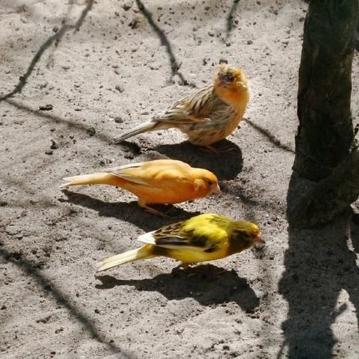 3 yellow canaries on the ground