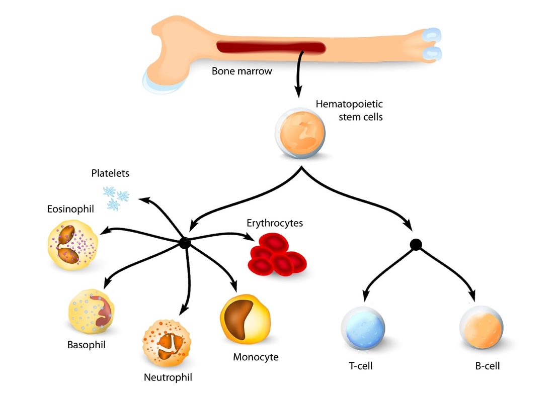Haematopoietic stem cells diagram,