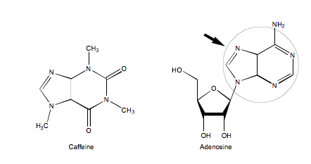 Caffeine and adenosine molecular structures. 
