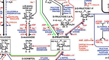 chemistry cell hub pathways biochemical