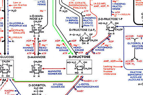 The Biochemical Pathways chart originally developed in 1965