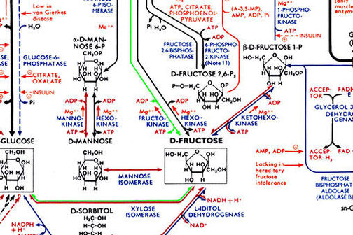 All Biochemical Pathways Have The Same Number Of Enzymatic Reactions. Biology idea 4: Life is Chemistry — Science Learning Hub