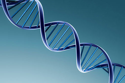Diagram showing the double helix structure of DNA.