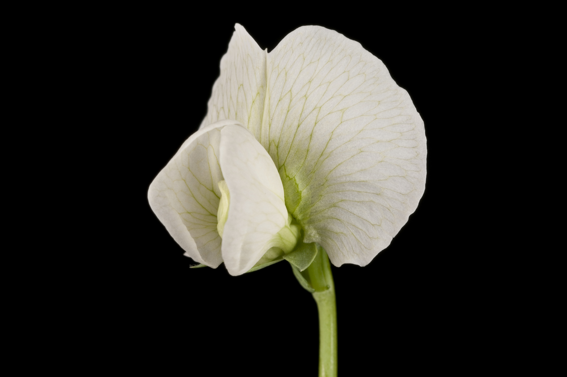 A white-flowering pea plant on black background.