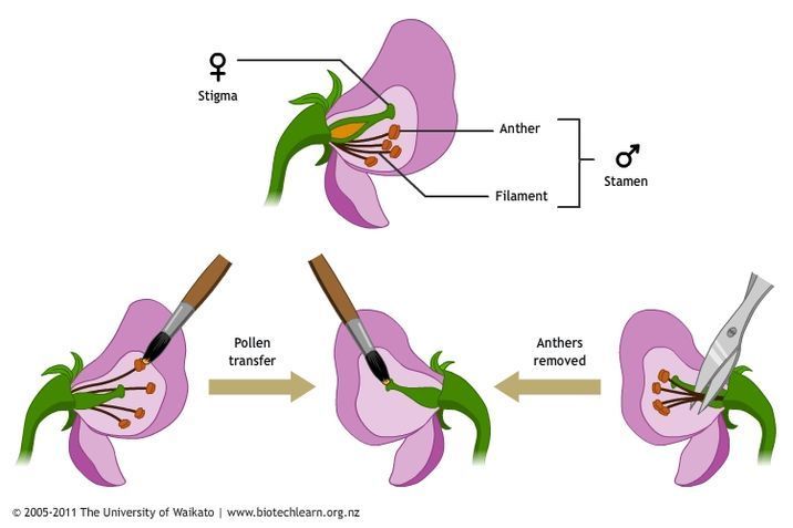 Diagram showing cross-pollination of pea plants. 