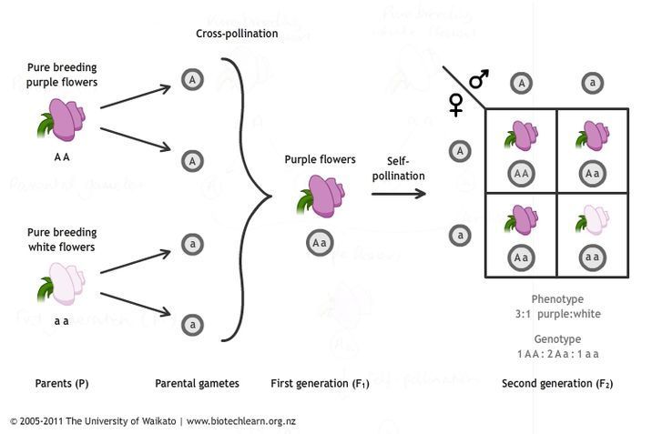 Diagram illustrating Mendel's Inheriting traits in peas. 