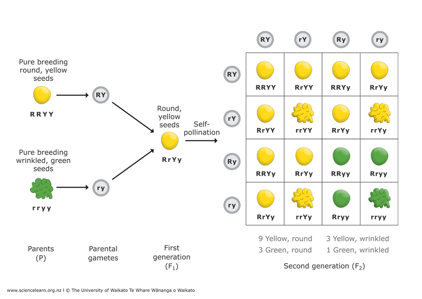 Mendel&rsquo;s principles of inheritance — Science Learning Hub