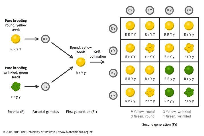 Diagram showing Mendel's inheritance of multiple traits in peas.