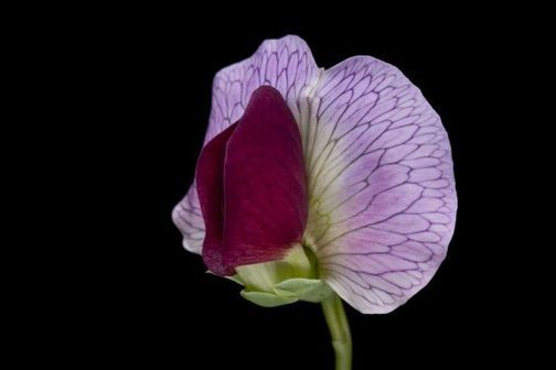 Identifying Mendel's pea genes — Science Learning Hub