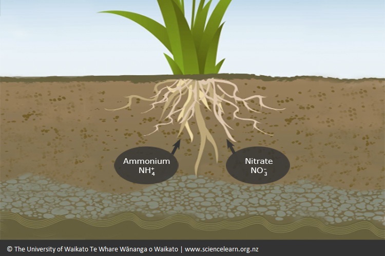 Diagram showing plant and microbial uptake.
