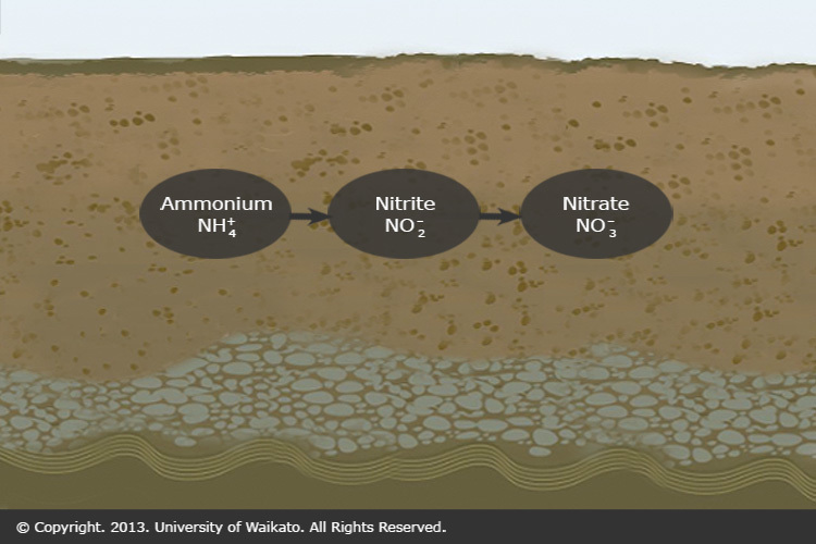 Diagram of Nitrification: one of the steps in the nitrogen cycle