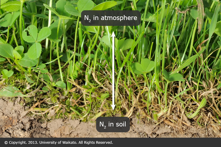 Cross section of clover growing in soil and nitrogen gas labels.