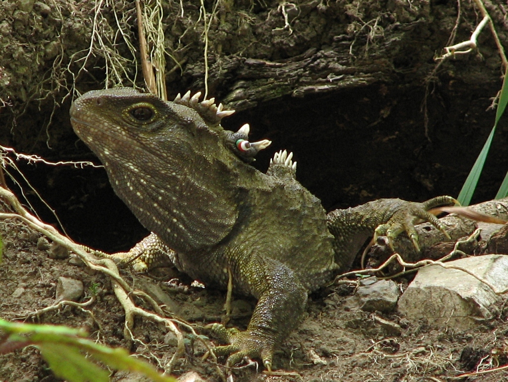 Tuatara by it's burrow with a tag for identification.