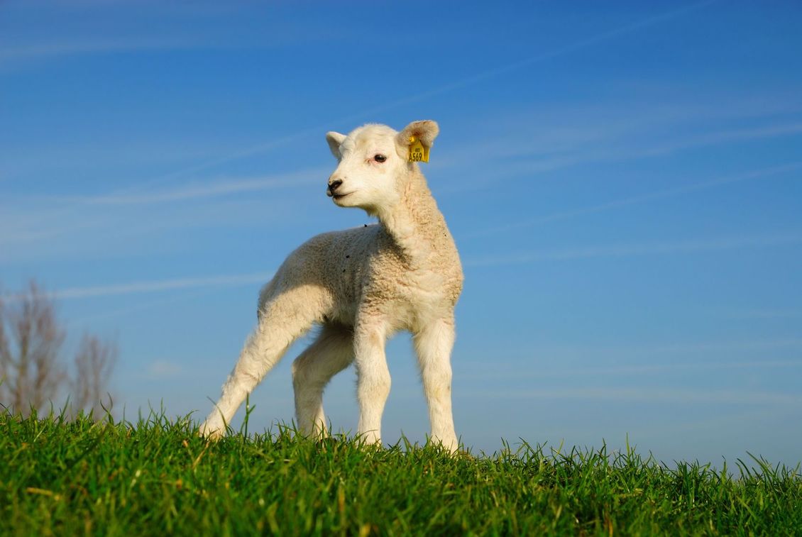 Lamb standing on a green meadow with blue sky in the background.