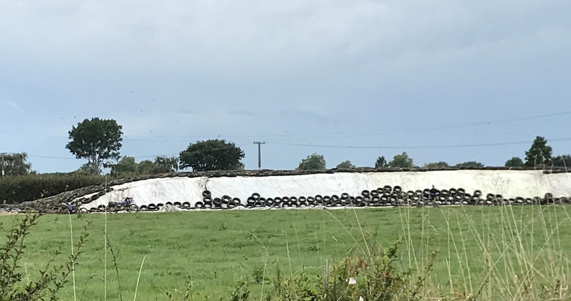 Grass compacted into a large mound to ferment into silage.