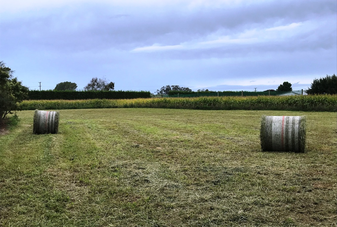 Grass compacted into silage bales on a farm, New Zealand.
