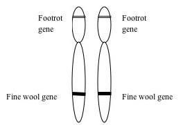 Chromosomes showing the genes involved in footrot diagram.