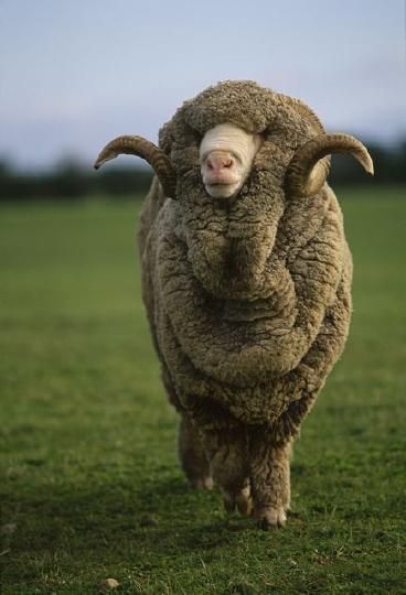 A wooly horned ram in a field.