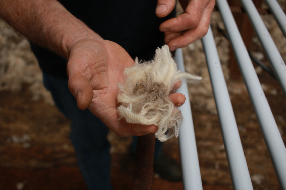 Hands examining freshly shorn wool.