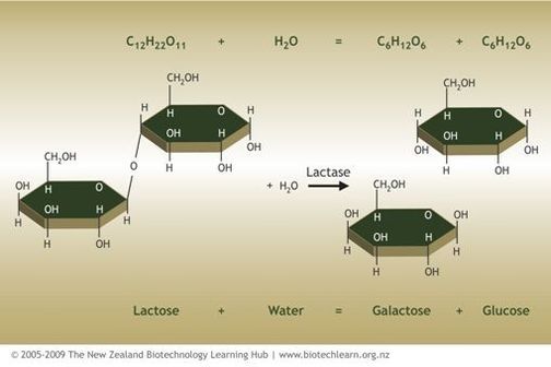 Diagram showing how lactose is broken down by lactase. 