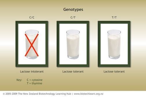 A Genetic Test For Lactose Intolerance — Science Learning Hub