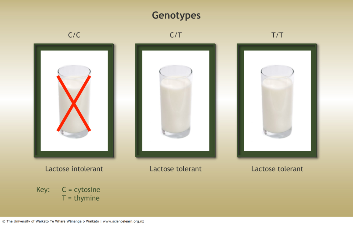 Diagram explaning genotypes of lactose tolerance and intolerance