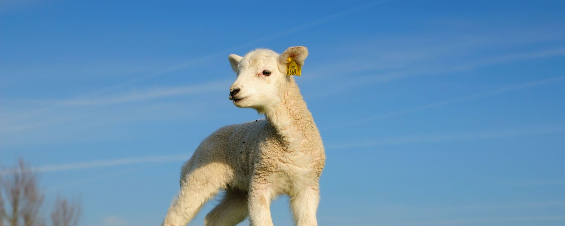 Lamb standing with blue sky in the background