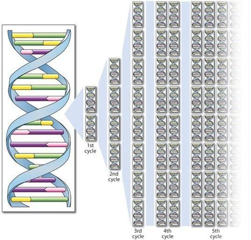 Diagram showing impression of DNA cloning.