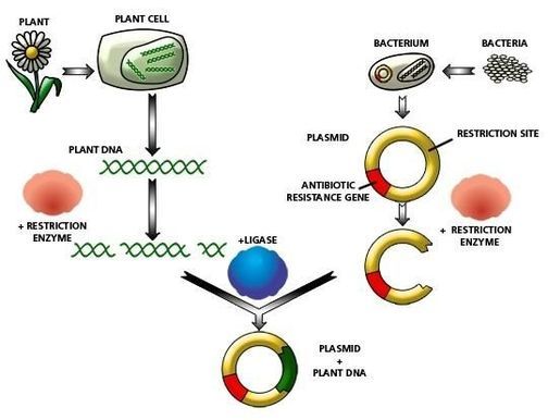 Diagram providing an overview of DNA cloning.