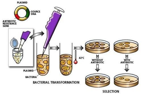 Diagram showing bacterial transformation.