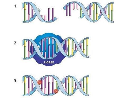 Dna Ligation Science Learning Hub