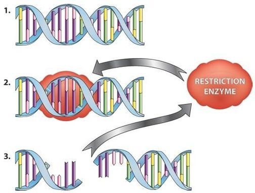 Diagram of a restriction enzyme breaking both strands of DNA.